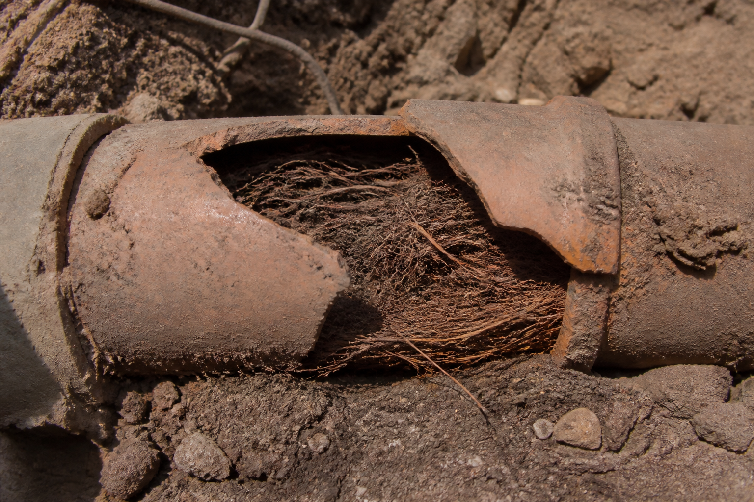 Root Intrusion Removal in Mesa, AZ
